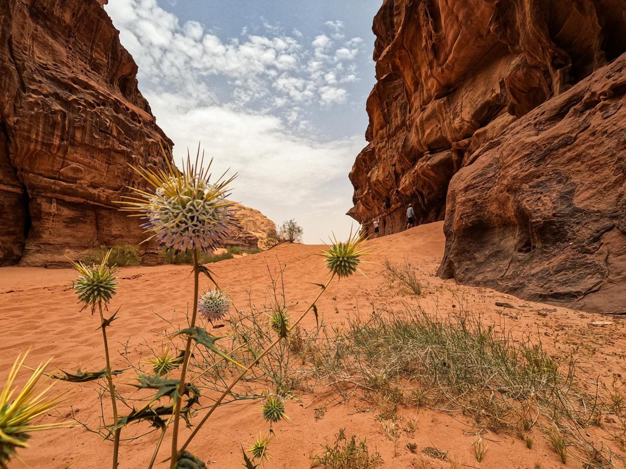 Stargazing Camp & Tours Hotel Wadi Rum Exterior photo